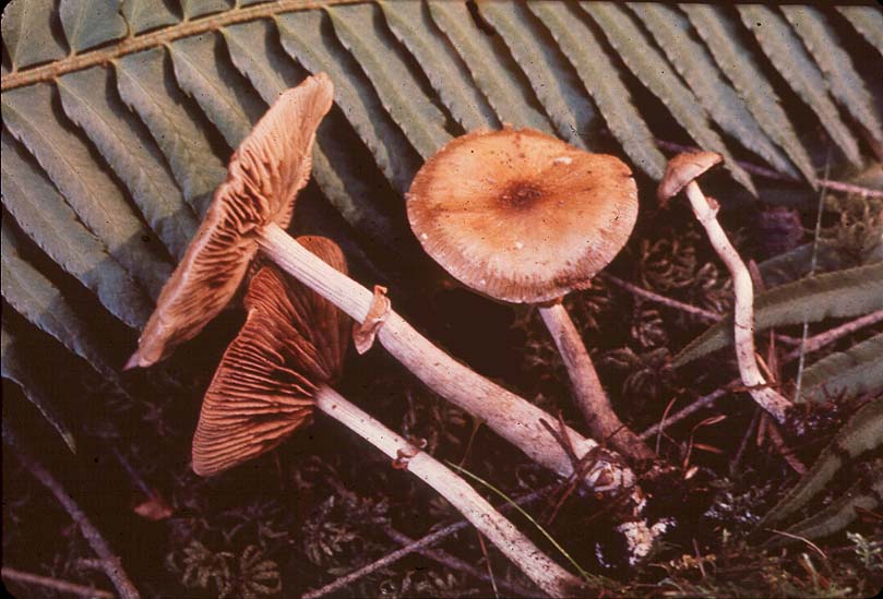 Cyclocybe erebia